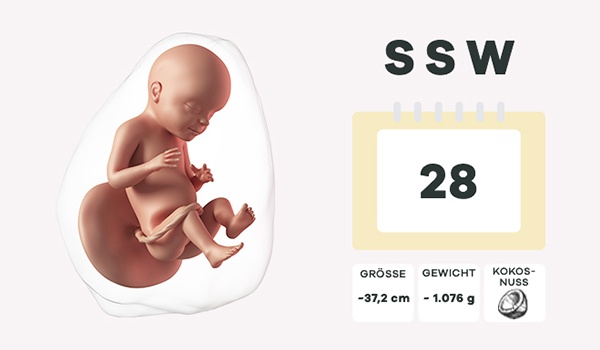 28. Schwangerschaftswoche (SSW) - jetzt informieren!