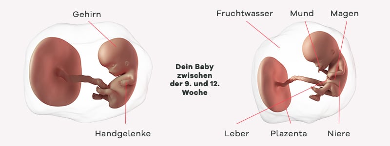 Überblick zur Entwicklung des Babys im 3. SSM