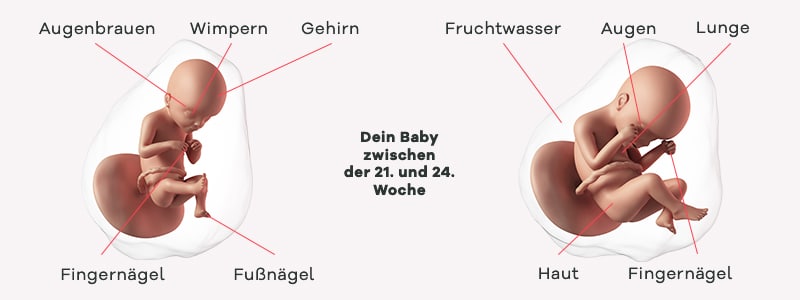 Überblick zur Entwicklung des Babys im 6. SSM