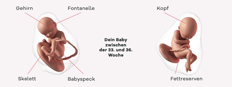 Überblick zur Entwicklung des Babys im 9. SSM